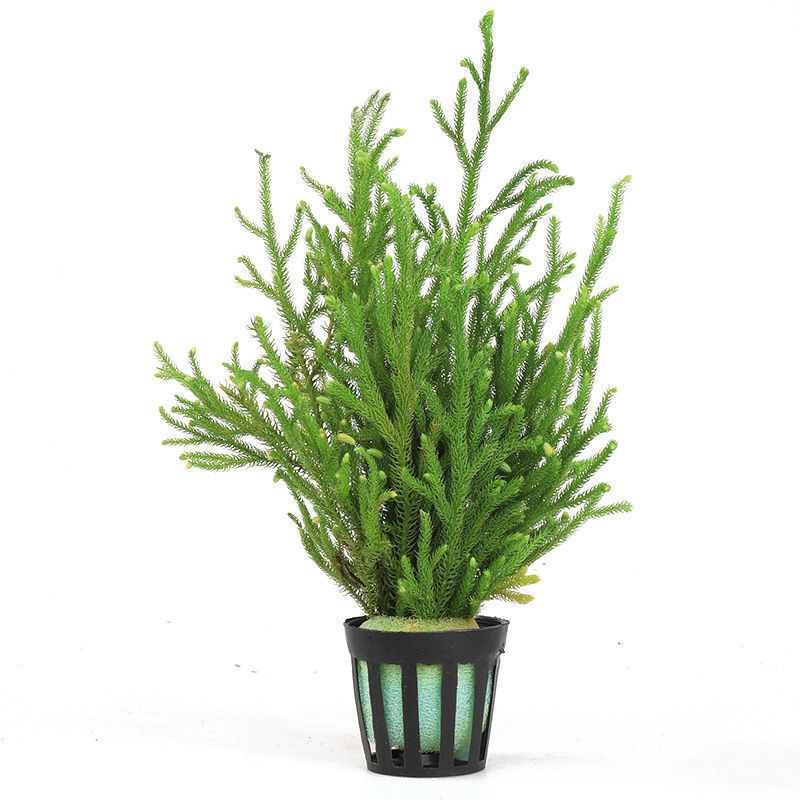 b8126cf4-616f-49b6-95fa-ac11131b2a94.jpe