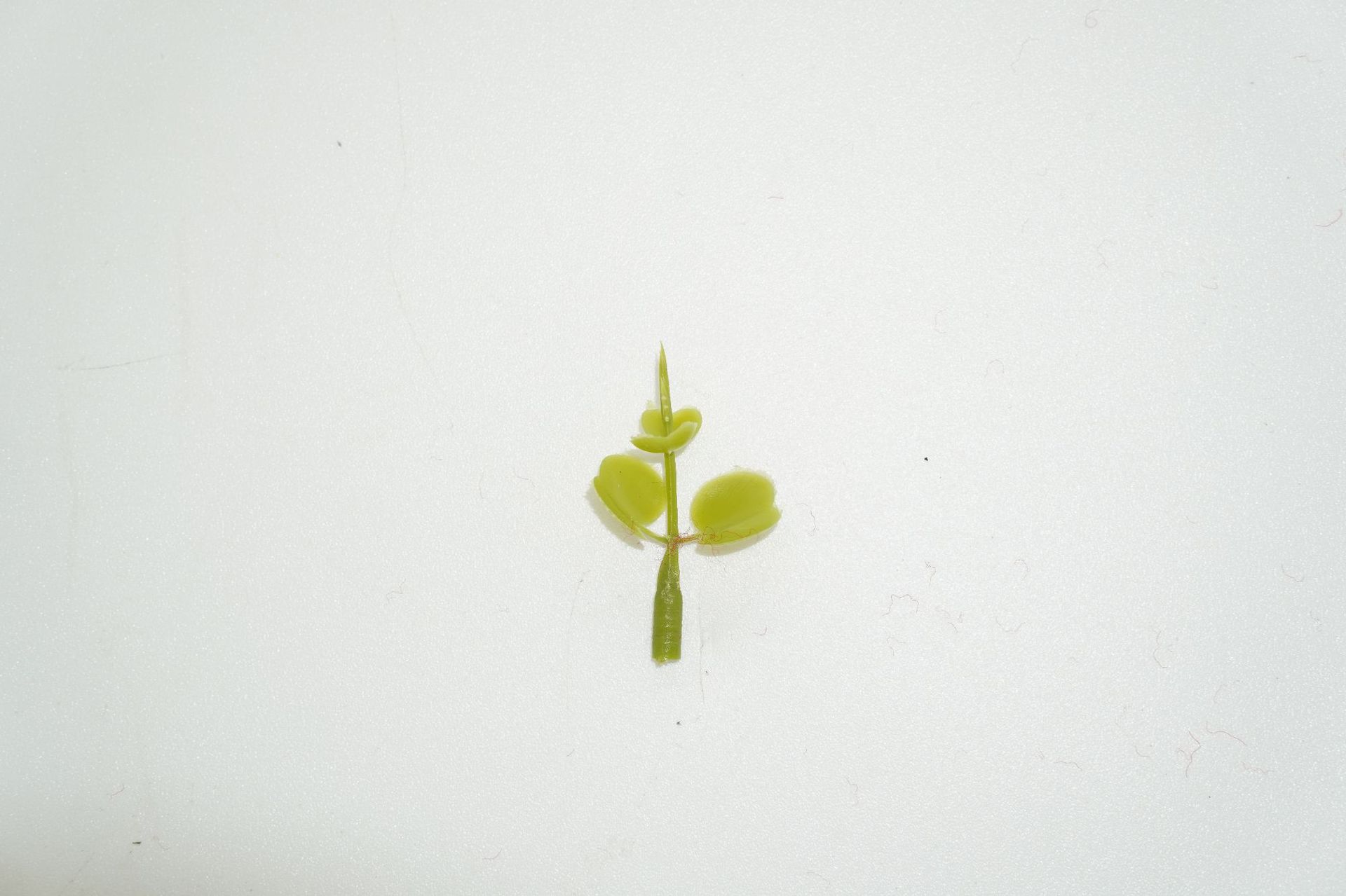 金钱叶封顶绿色