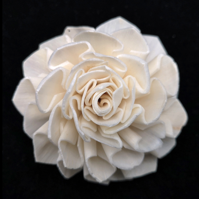 8.5cm大丽花