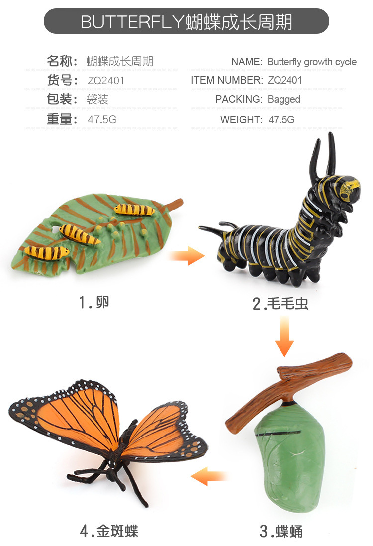 成长周期_03.jpg