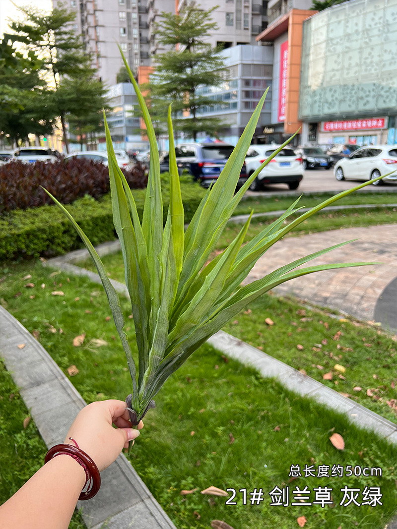 21#-剑兰草-灰绿.jpg