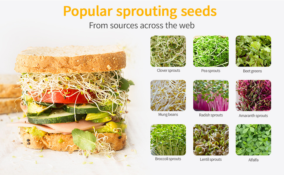Microgreen sprout or superfood for healthy, eating, and vegan concept