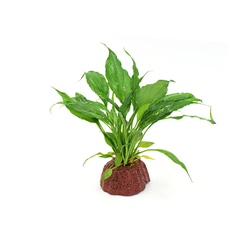 宝塔火山石+椒榕2