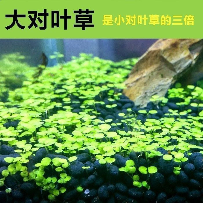 四季速成水草种子生态鱼缸水缸前景草坪草籽造景大小对叶牛毛草籽