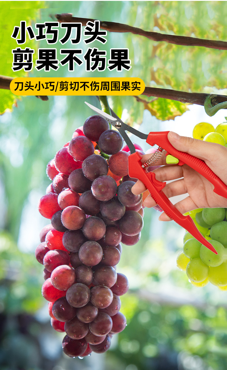 葡萄专业剪刀_05.jpg