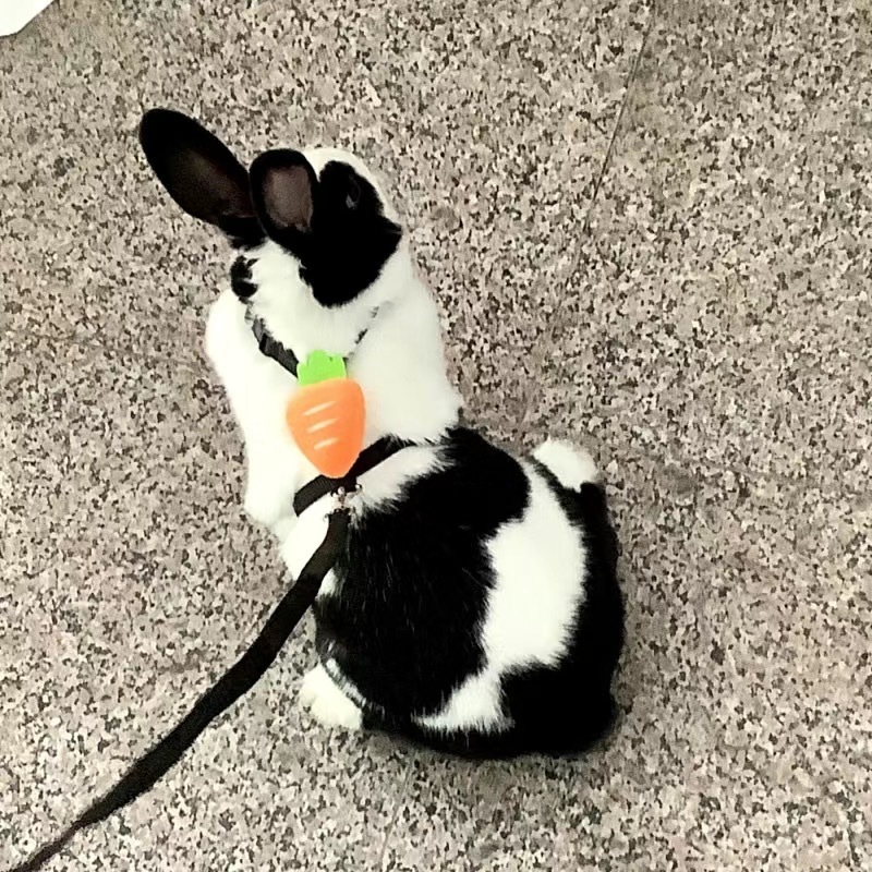 4e2478ed-31ed-46b3-b444-cb4260dd8d2b.jpe