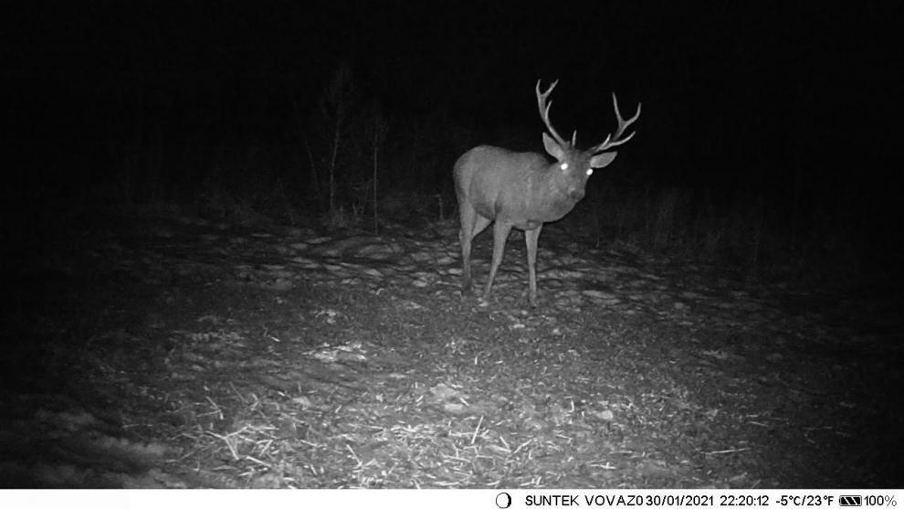 Newest 24MP 1080P Hunting Camera Night Vision Mini Wildlife Trail Camera Mini800