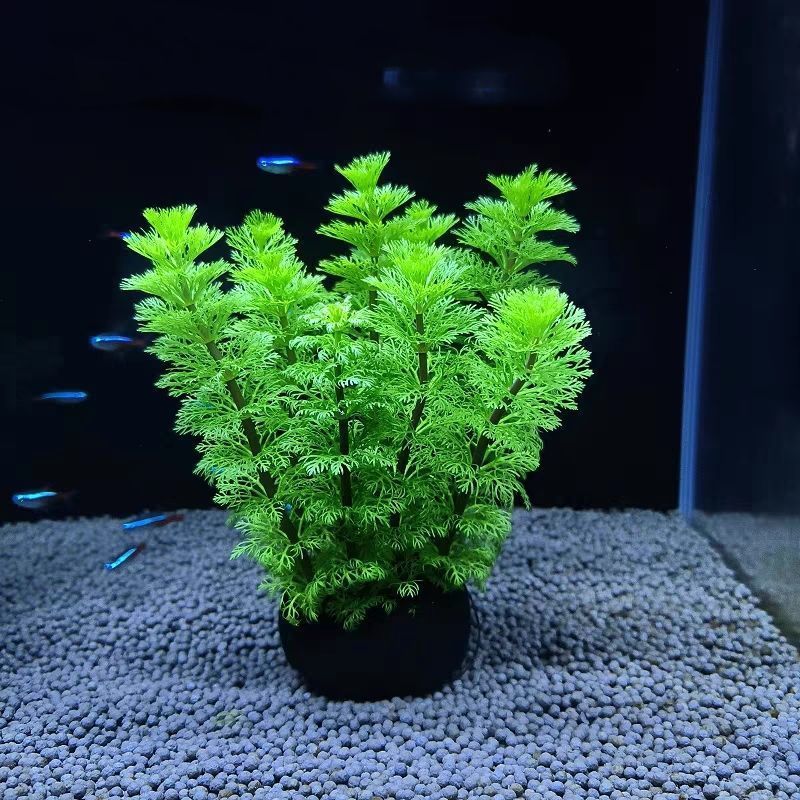 475fe50f-5ea8-4ac9-a199-9ab296070b2c.jpe