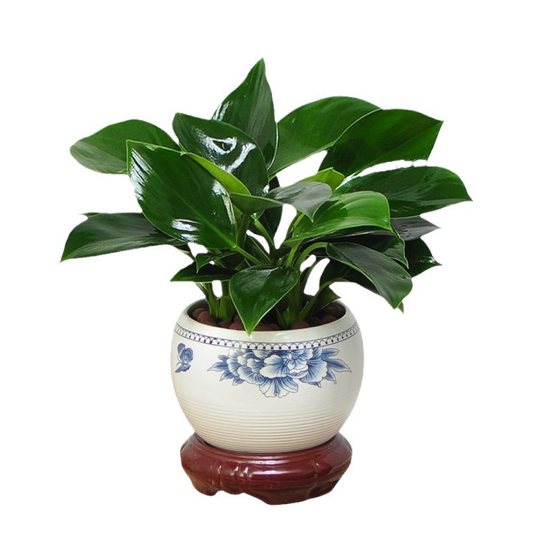 O1CN01InZxUZ1Smrxrmg4HN_!!2218211662290-