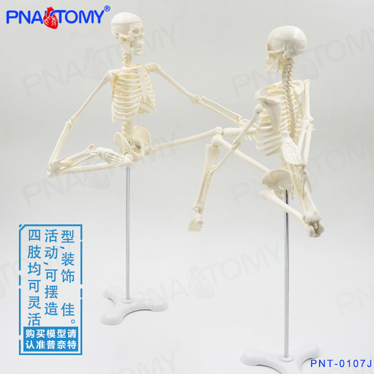 45CM骨骼黄亚军图1