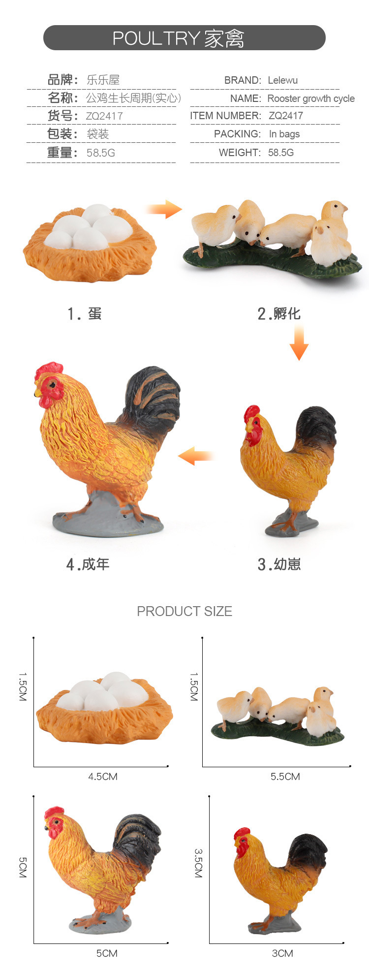 家禽成长周期_05.jpg
