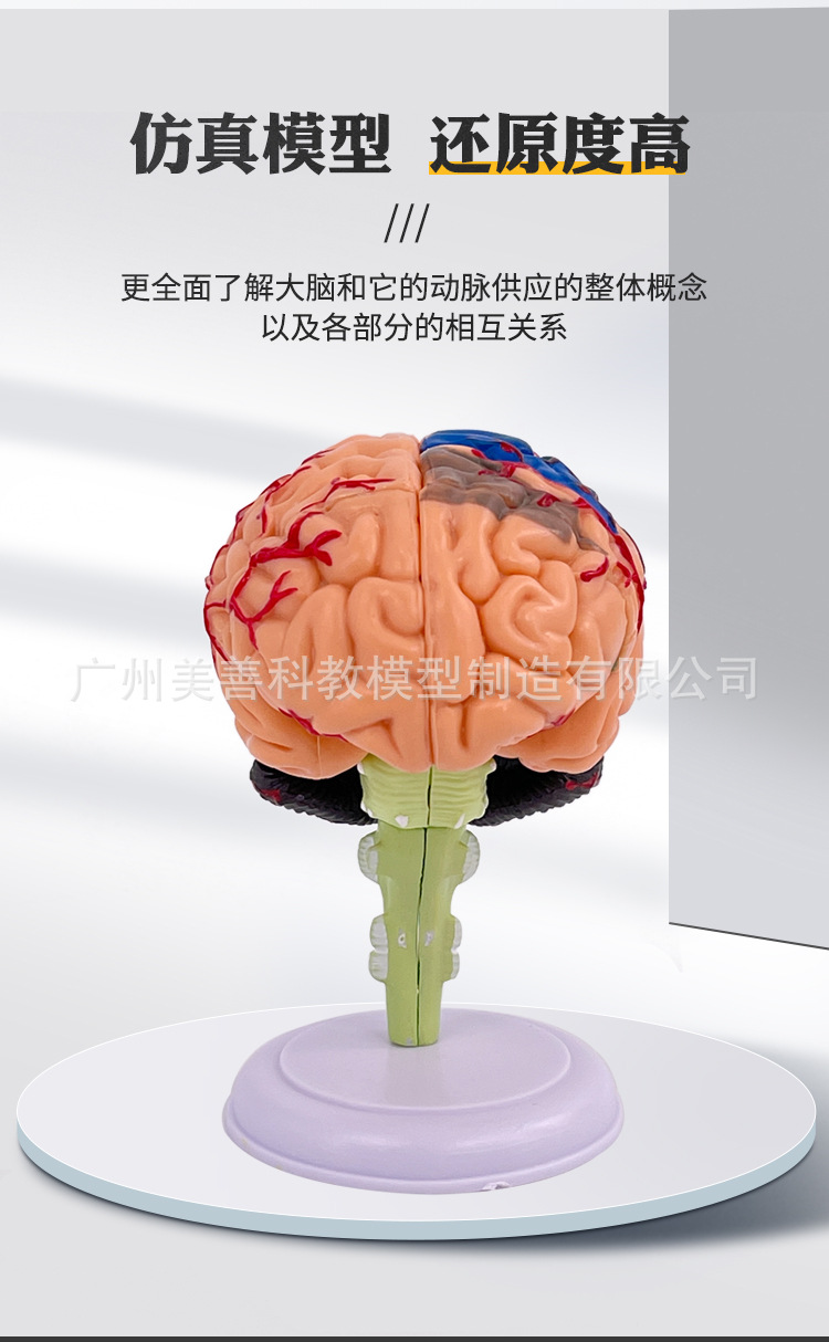4D脑_05