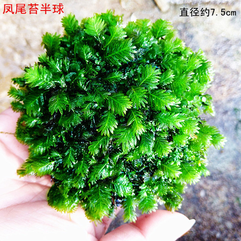 大凤尾苔半球