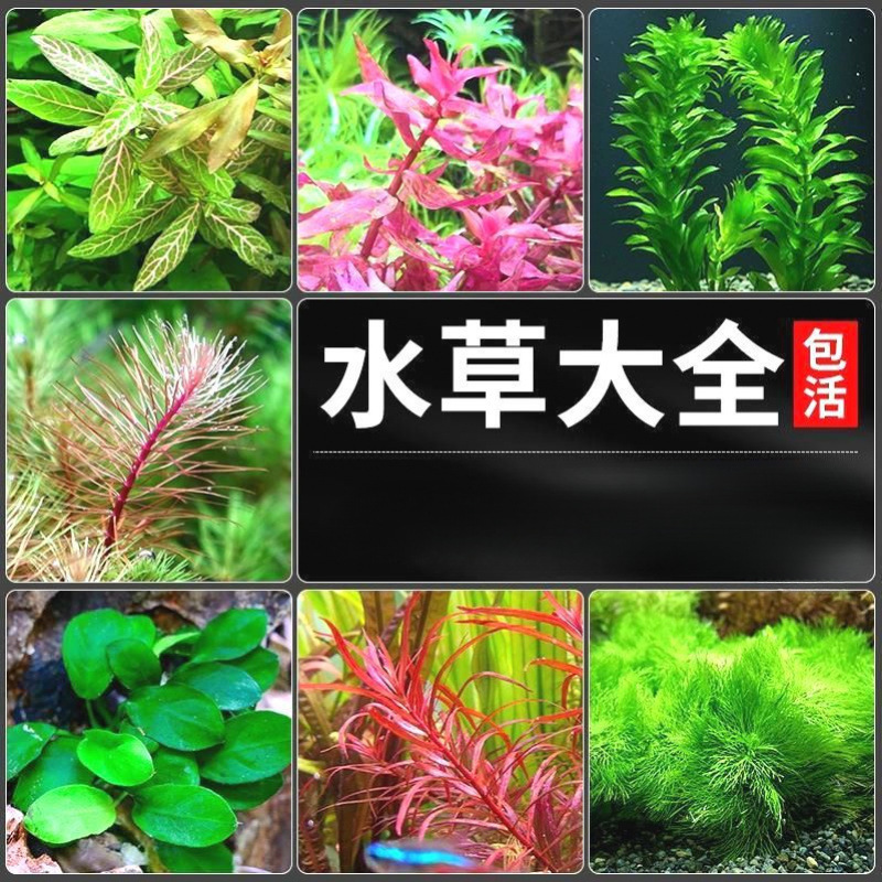 O1CN01JqjVTp1ffAMT9OqnT_!!2219154074033-