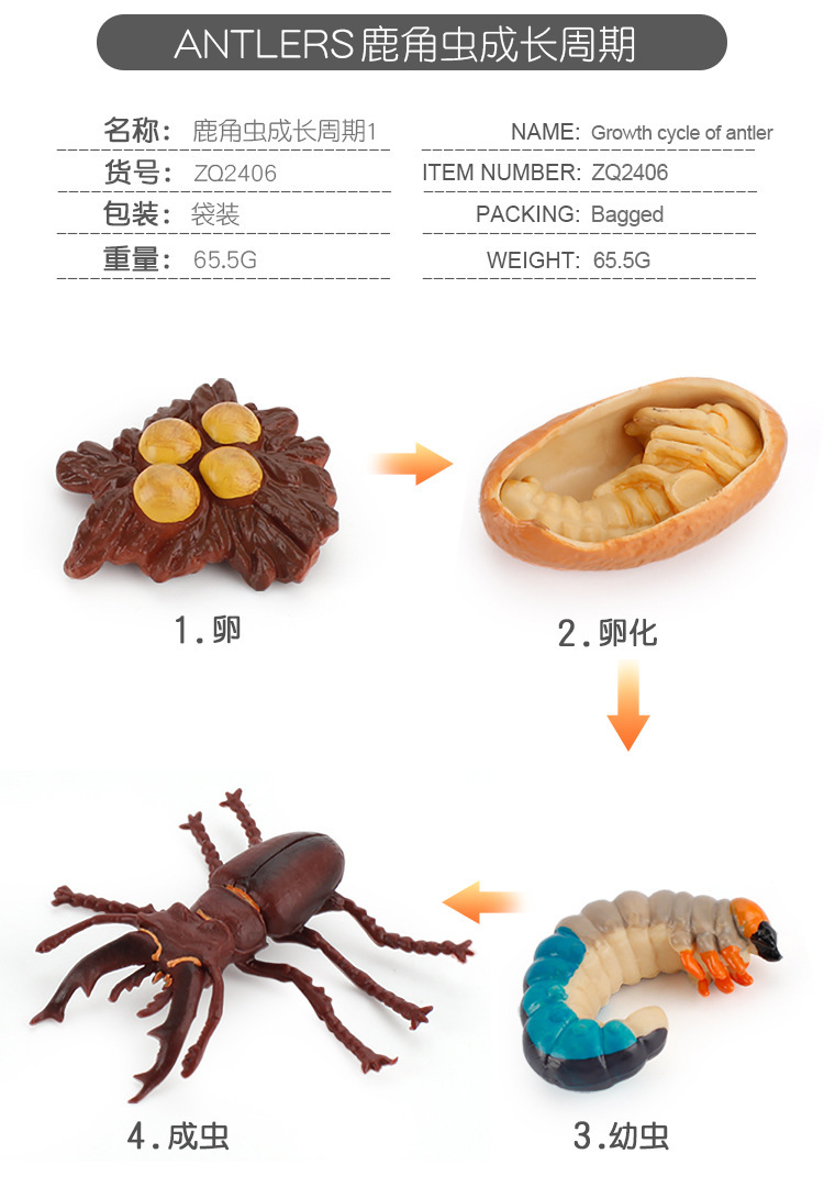 成长周期_05.jpg
