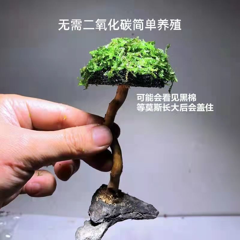 00b95762-a16e-465b-9def-661f6475d3df.jpe