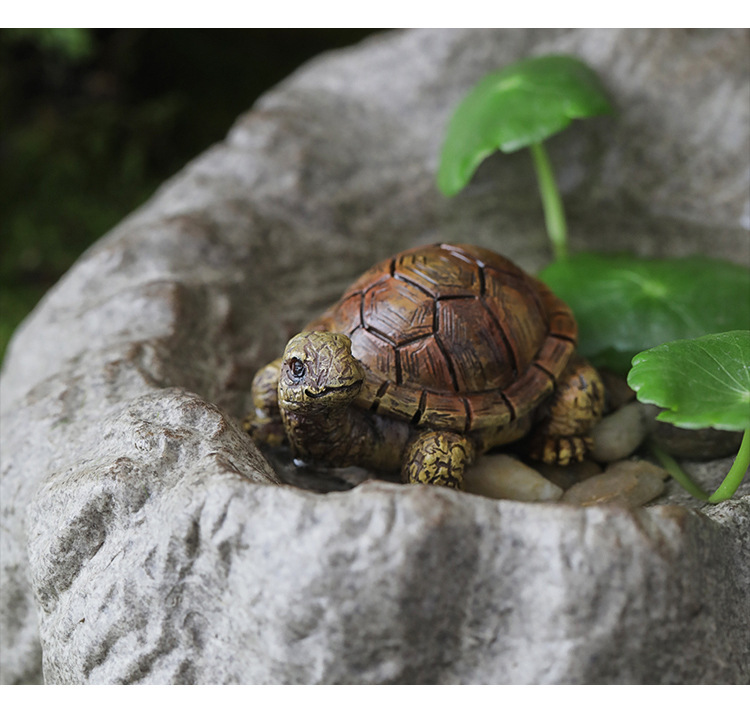 乌龟_10.jpg