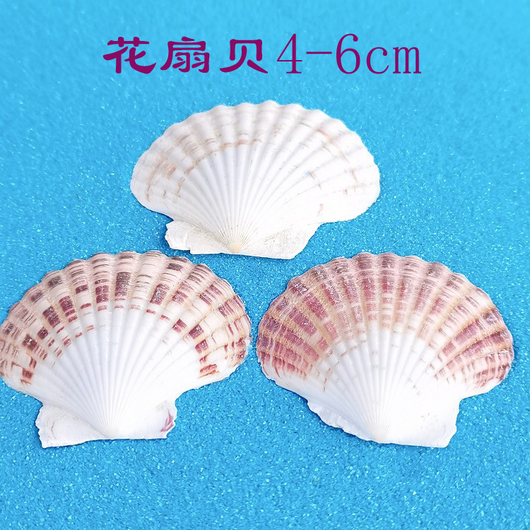 花扇贝
