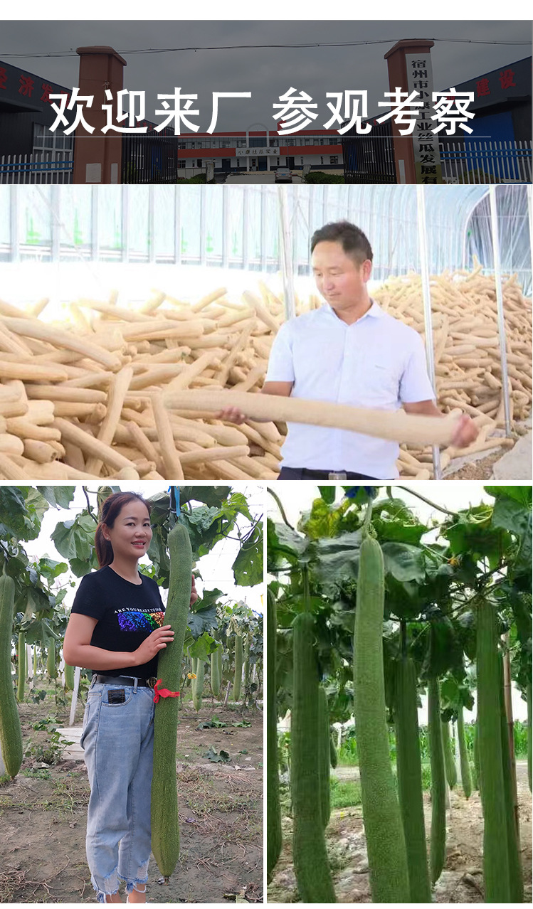 丝瓜络2_15.jpg