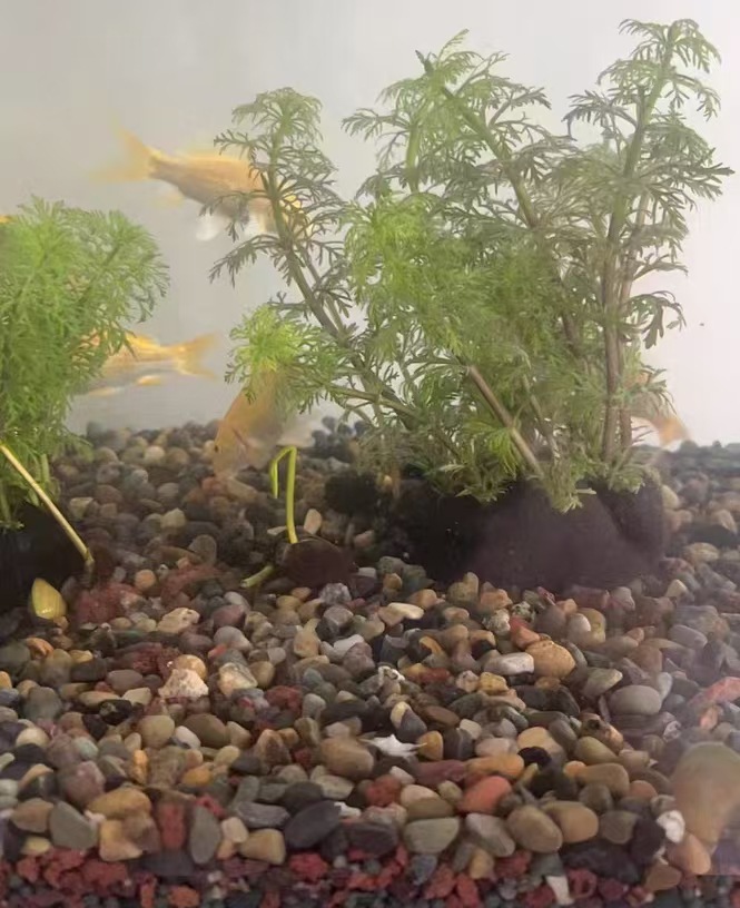 微信图片_20250612104401