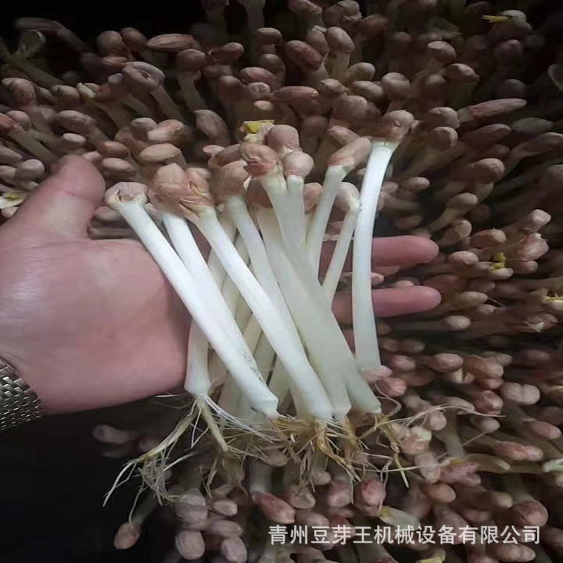 花生芽 (12).jpg