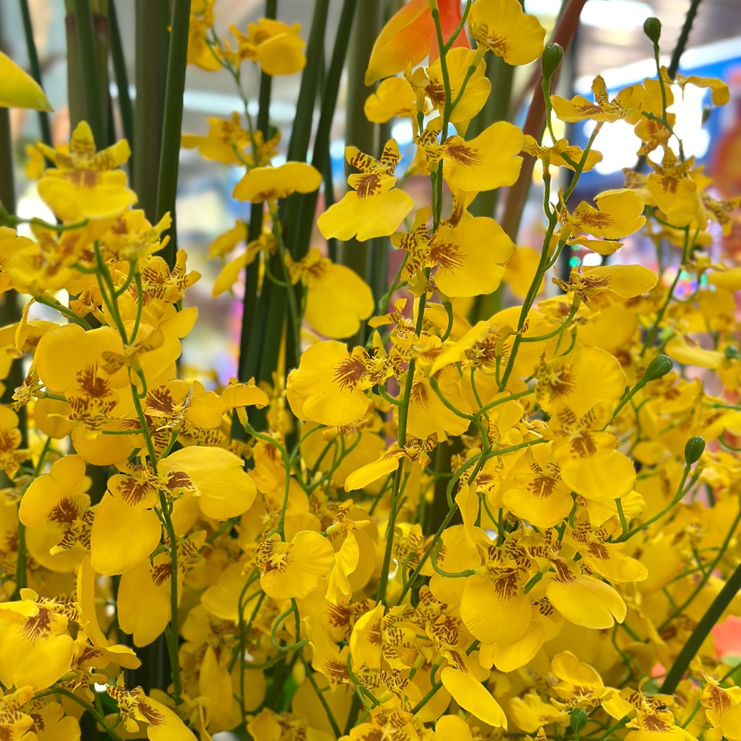 微信图片_20241228190500_副本