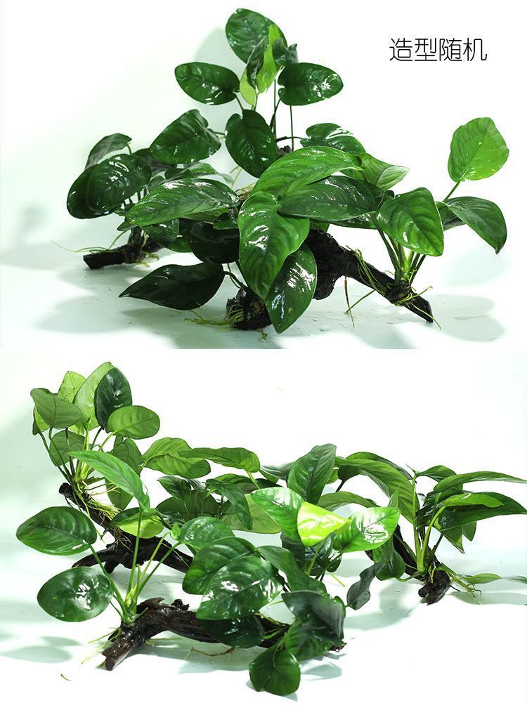 a6390aac-1179-4395-86ed-d19b45321990.jpe