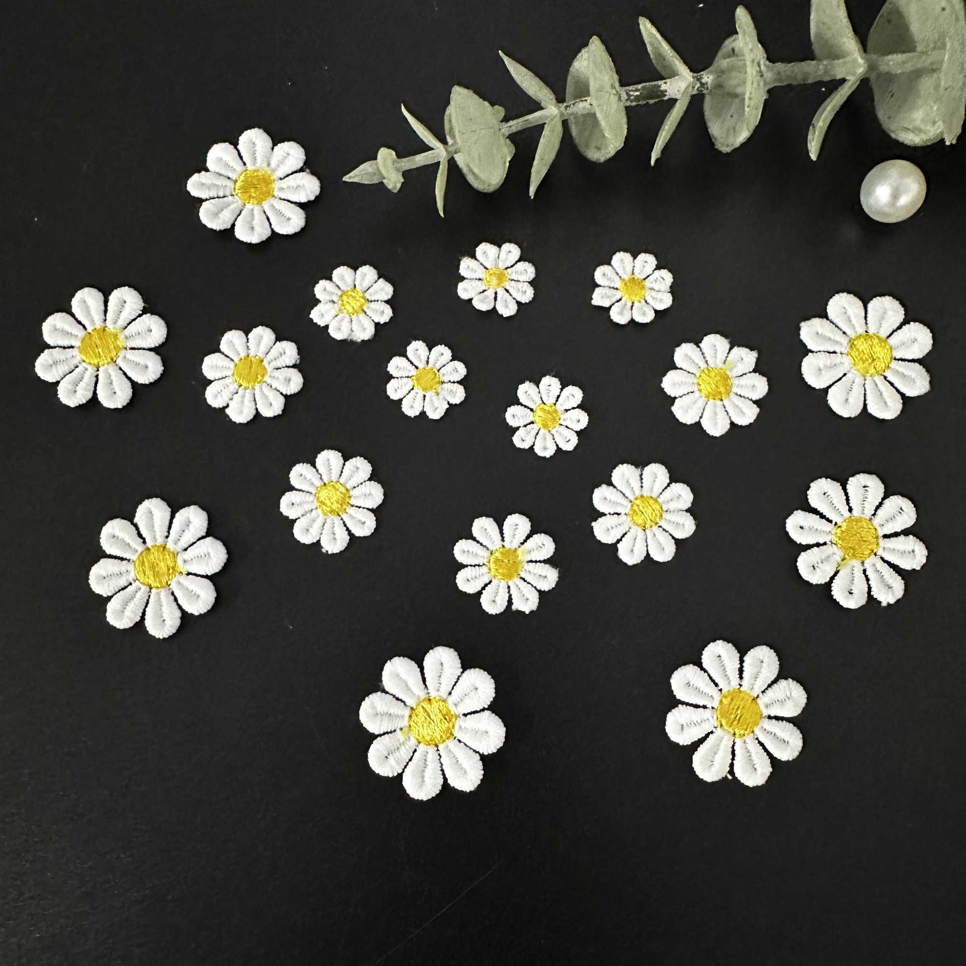 小雏菊花个