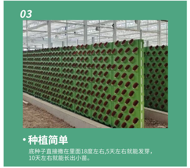 双面墙体栽培_11.jpg