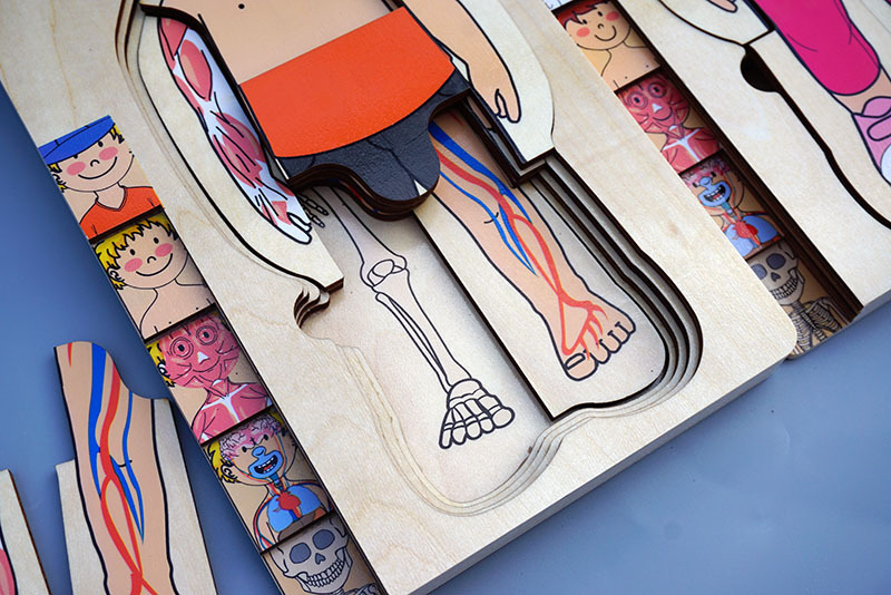 男孩女孩人体多层拼图5