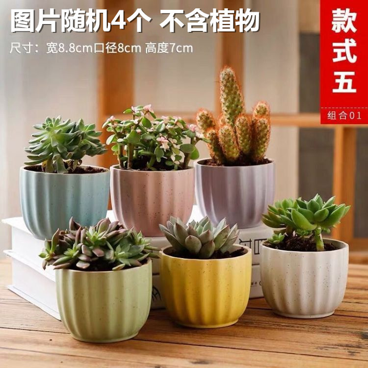 SKU-01-随机4个花瓣马卡龙