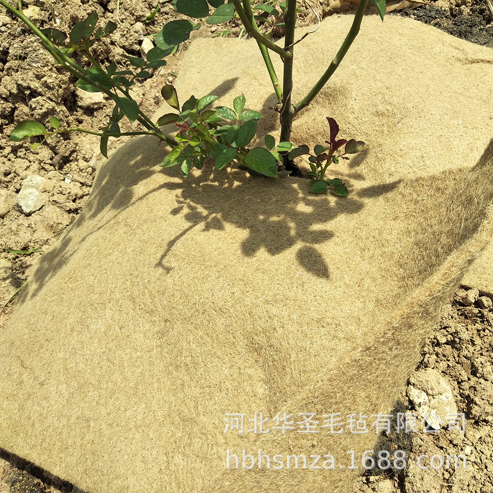 O1CN01ljPNfC1M6pebzB5kp_!!1105