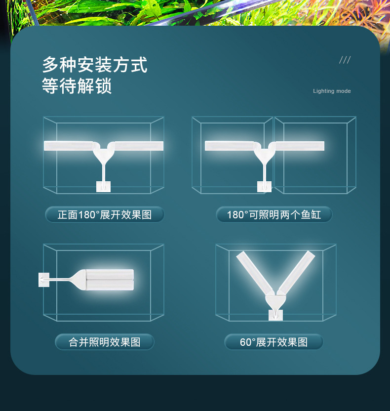 双叶水草_04.jpg