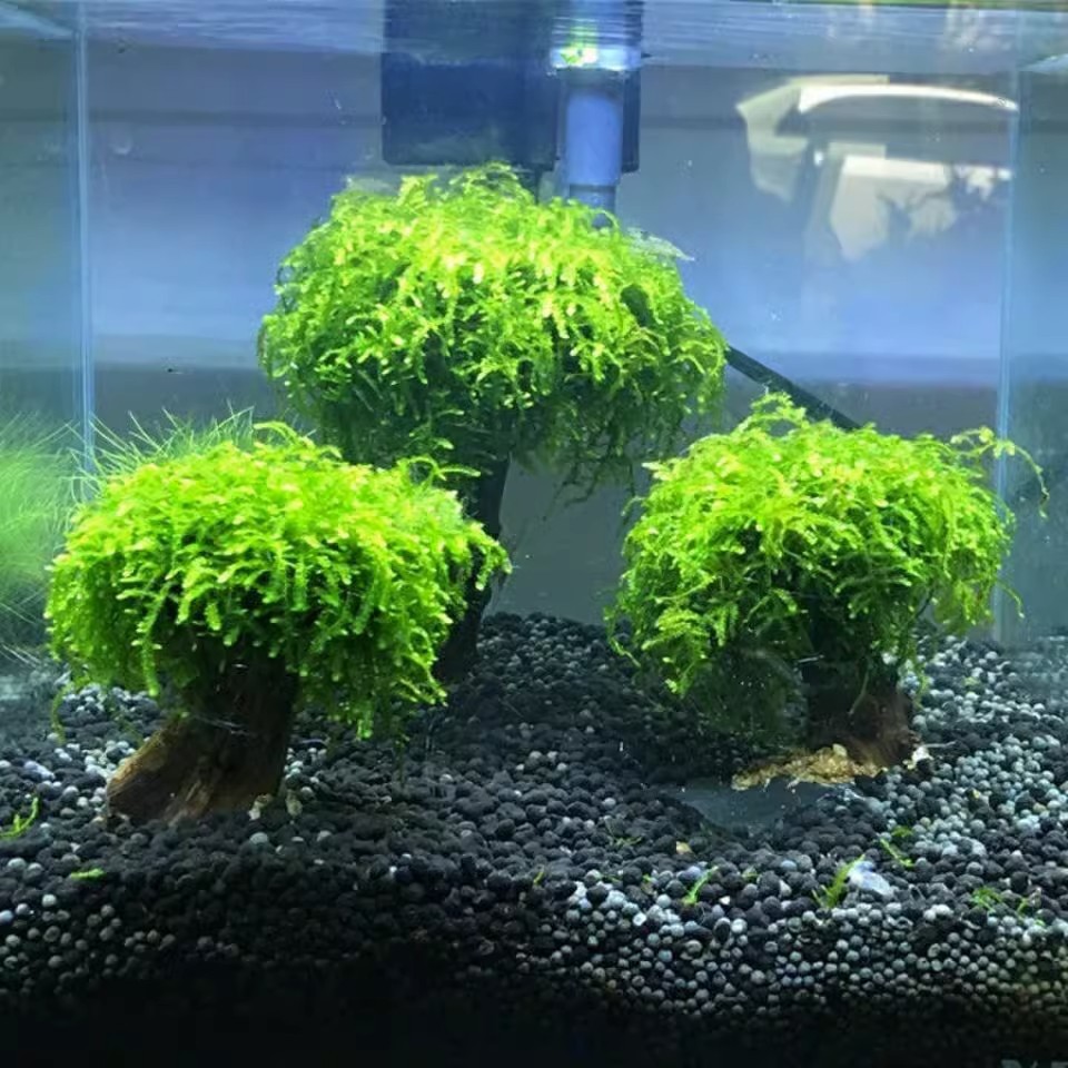 bbbb3faa-2529-4199-8f6a-e27a01d22ffc.jpe