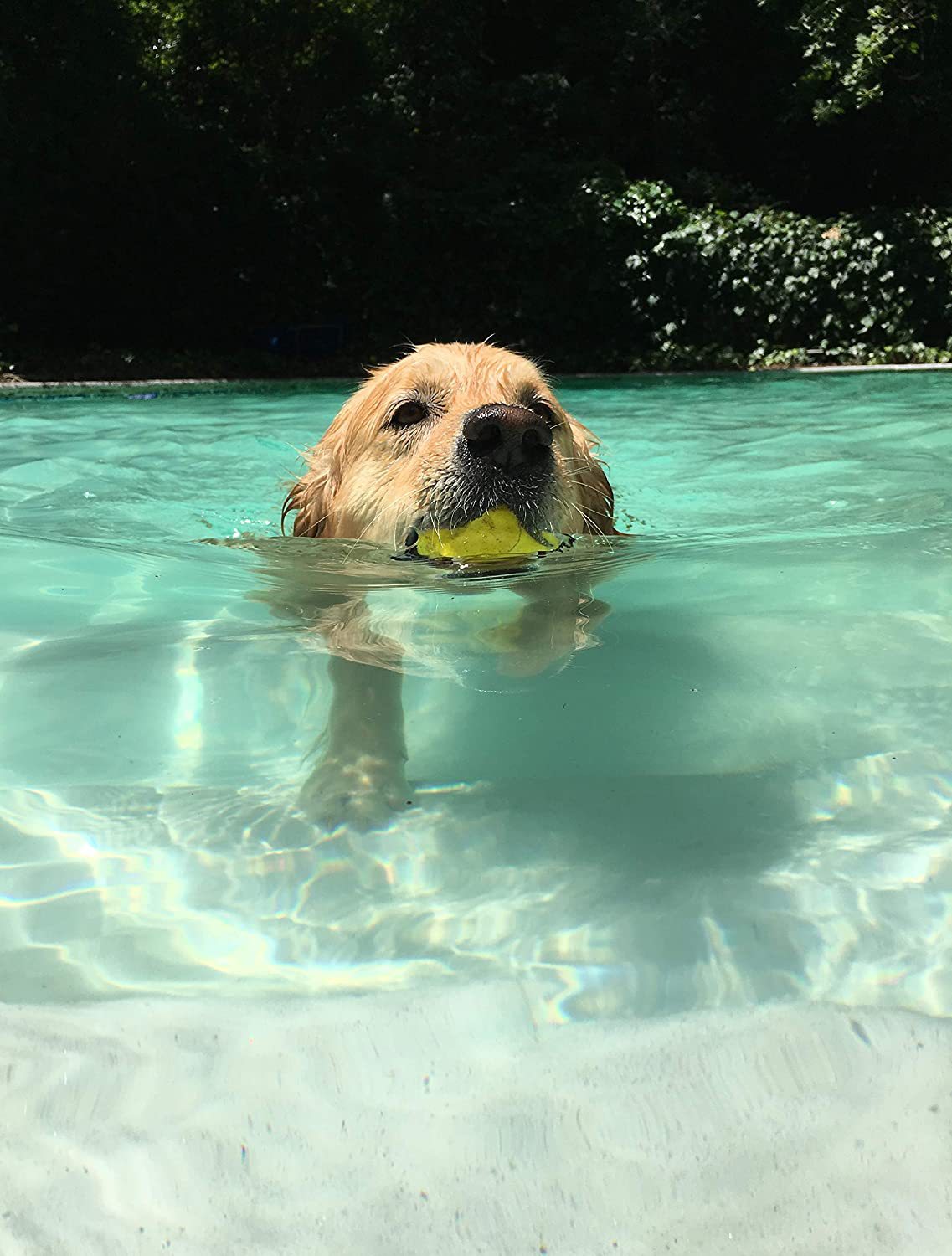 狗球