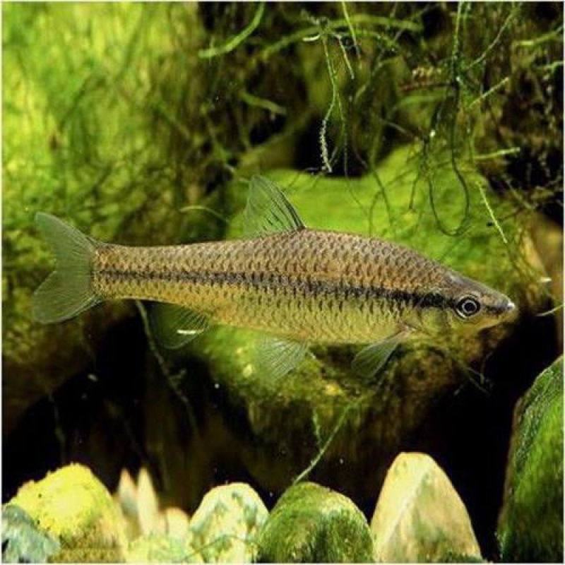 O1CN01Q7Sqk626qbrMsgwxF_!!2218853617713-