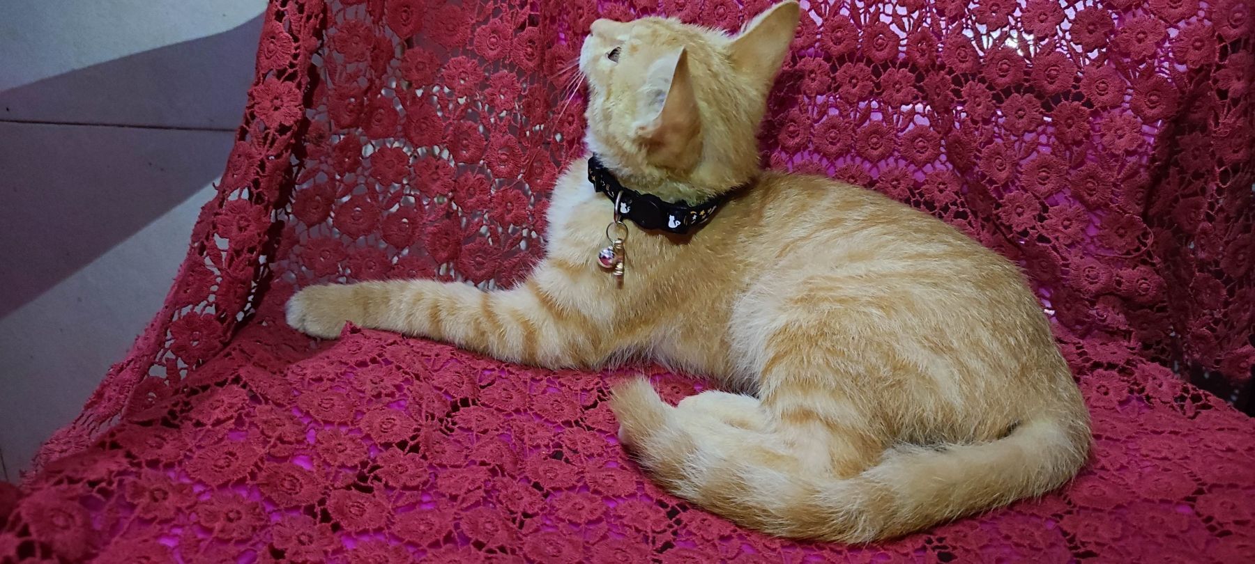 月亮猫款 3-11.jpg