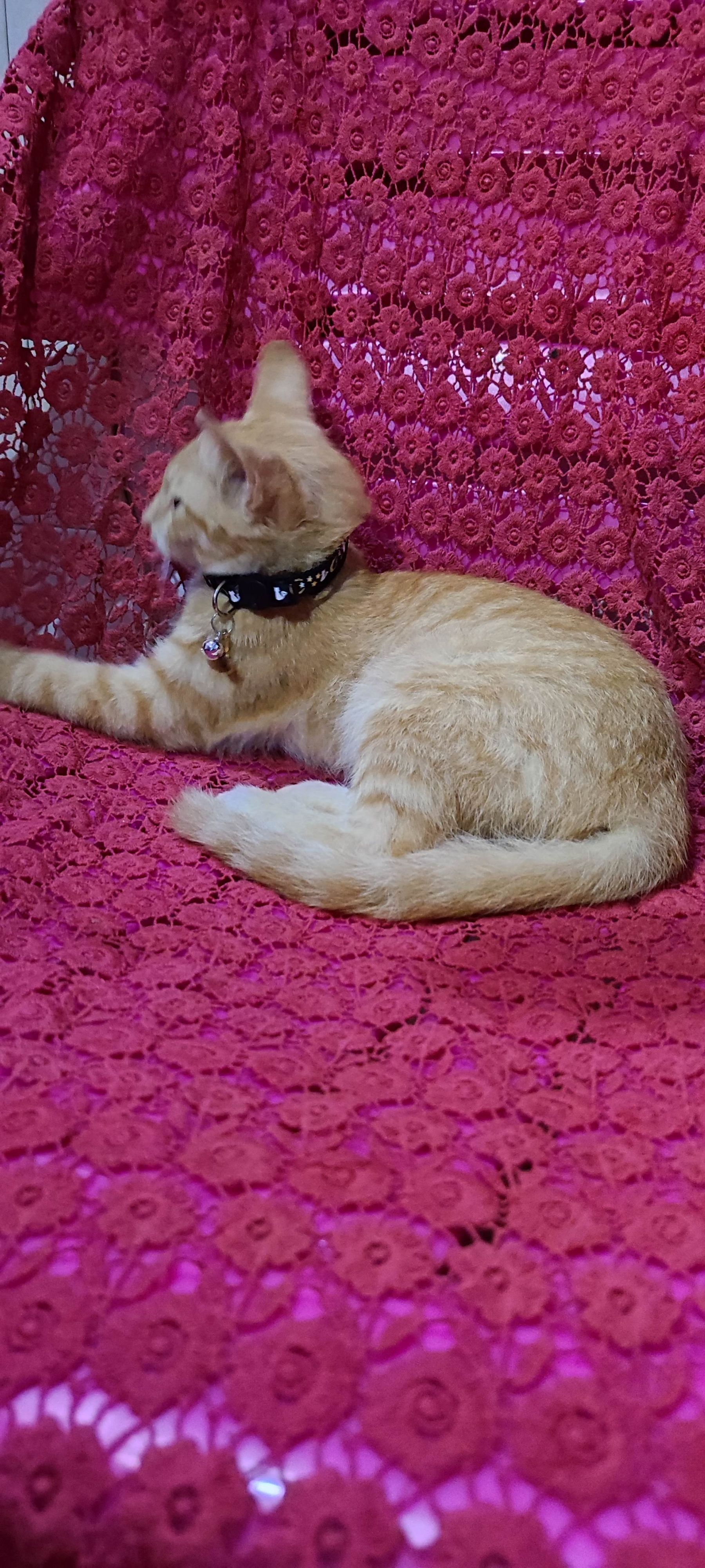 月亮猫款 3-13.jpg