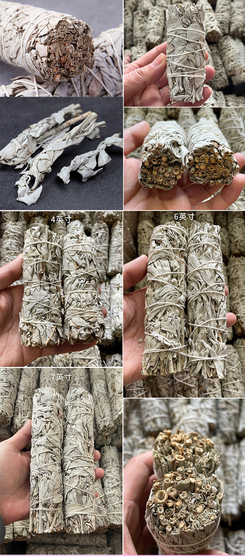 鼠尾草综合详情 (8).jpg