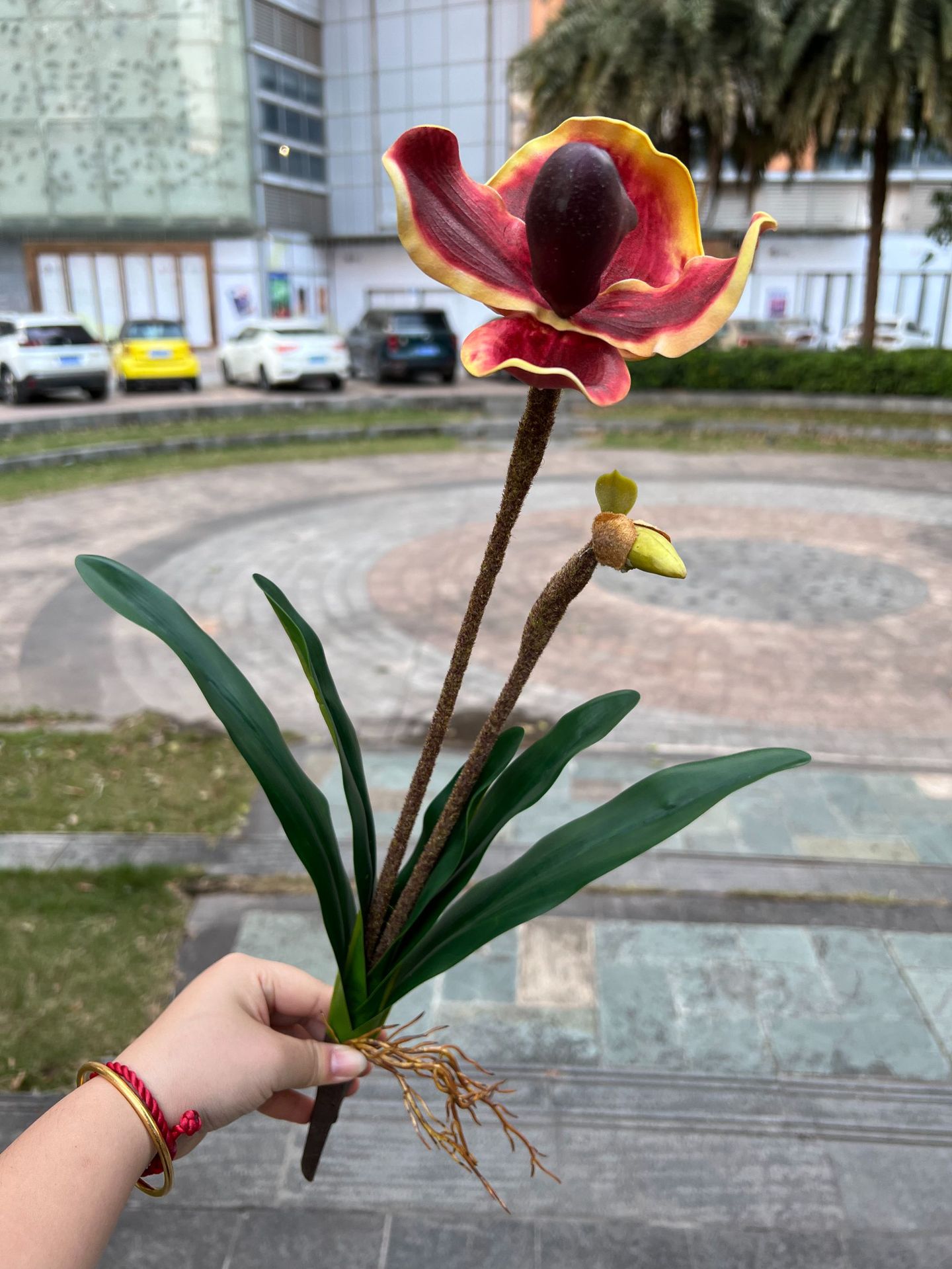 聚美-2叉手感带叶兜兰-详情_22 (9).jpg