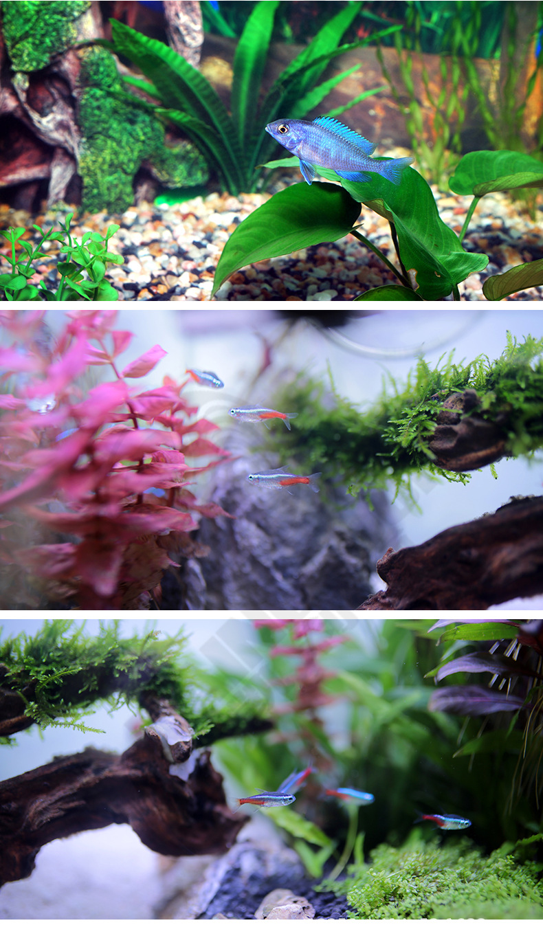 水族药水_15.jpg