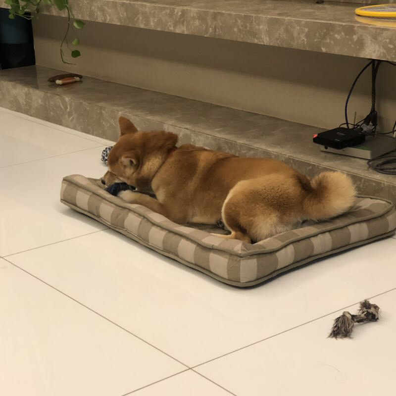 /O1CN01StCWUe1XoJN2AzXmV_!!2219415092970-0-cib.jpg?x-oss-process=image/format,png