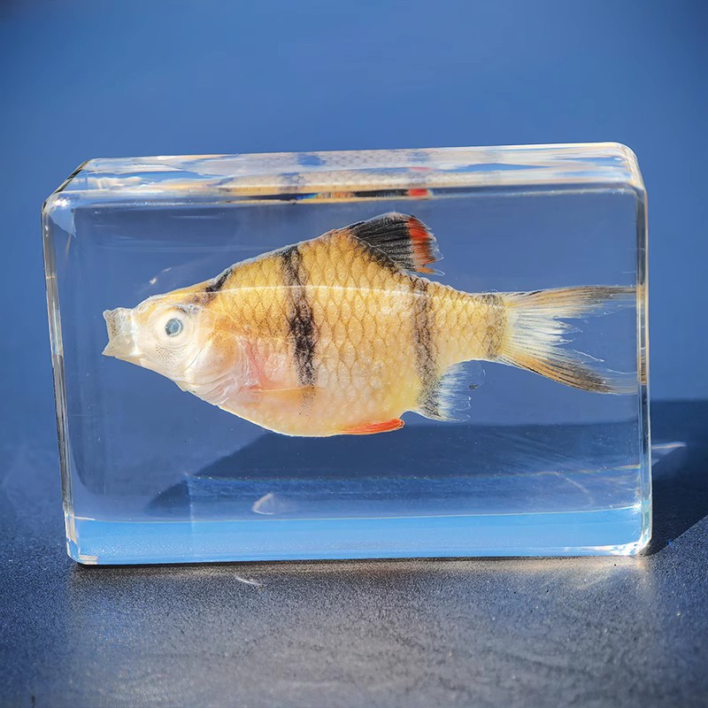 昆虫琥珀标本科普教具工艺品 昆虫标本 幼儿教育探究实验真实标