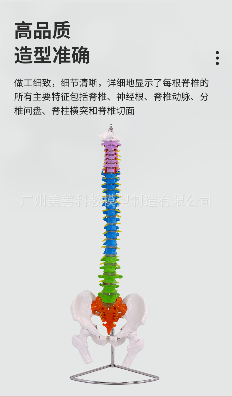 自然大脊柱_04