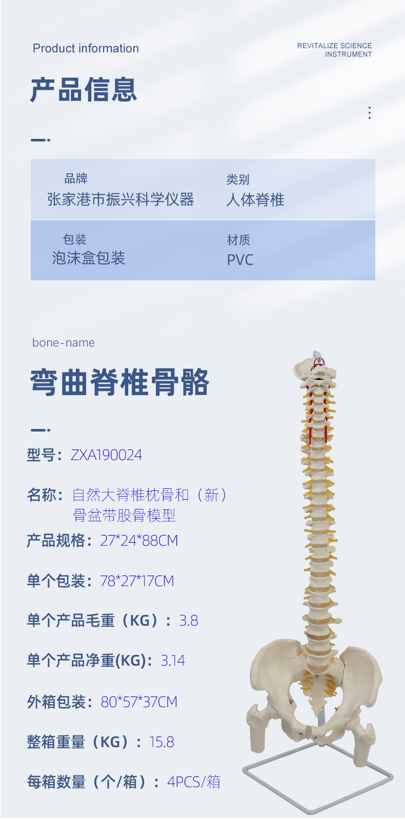 自然大脊椎枕骨和（新）骨盆带股骨模型信息