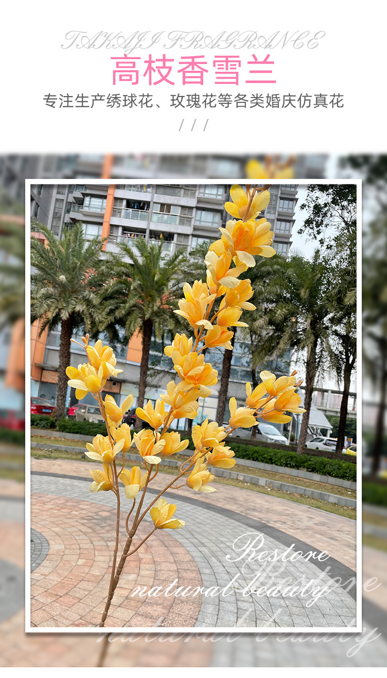 聚美-高枝香雪兰-详情_02.jpg