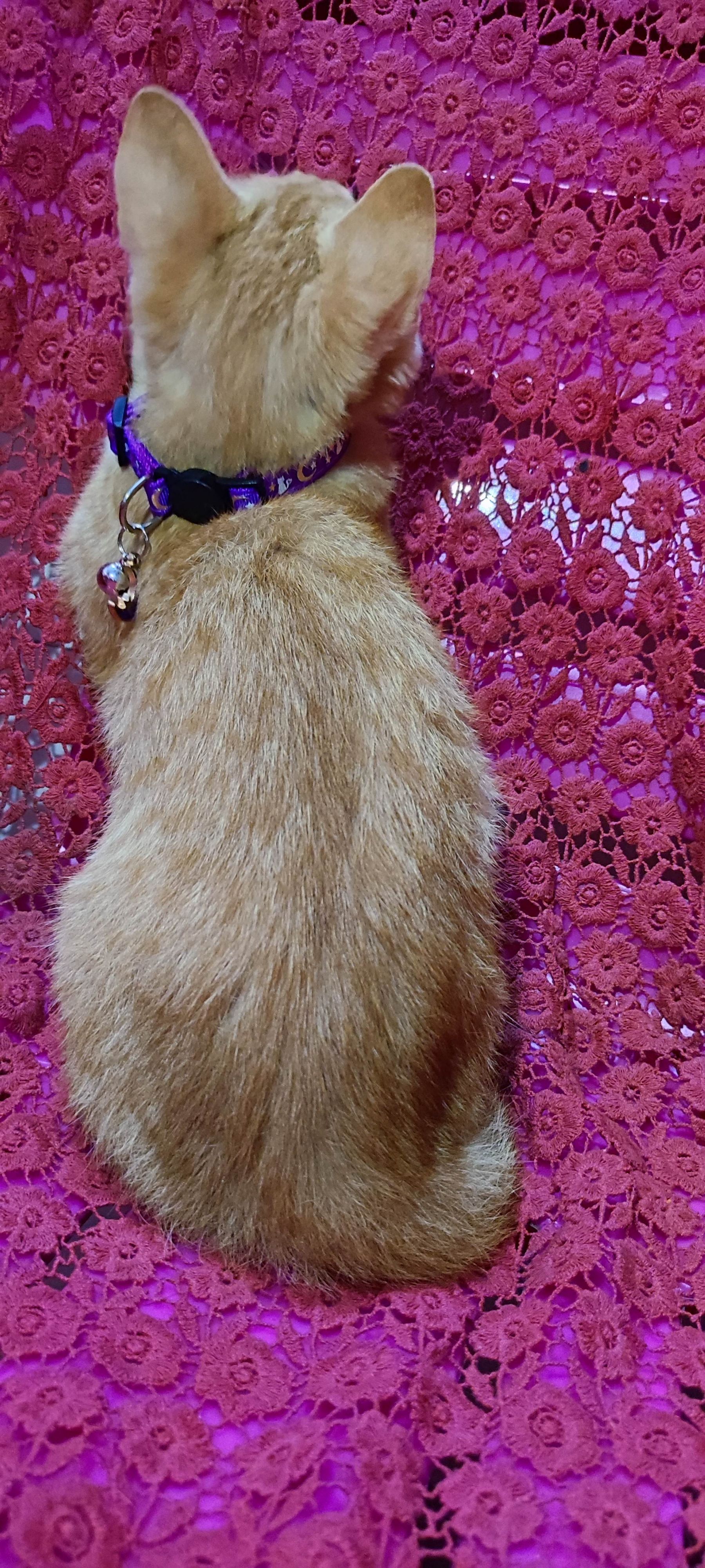 月亮猫款 3-5.jpg