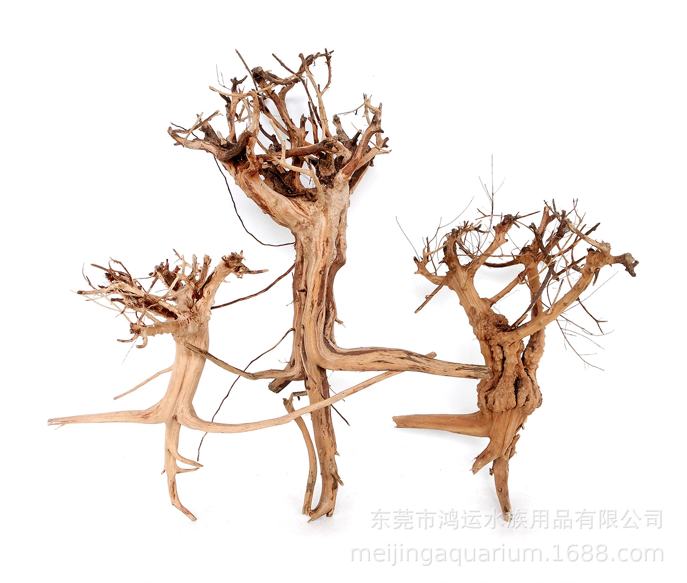 青阳树