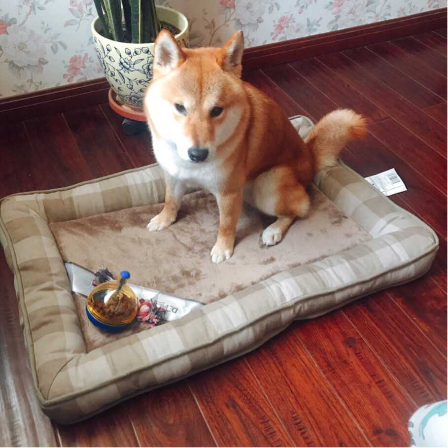 /O1CN01Uxgl0A1XoJN0O8M4P_!!2219415092970-0-cib.jpg?x-oss-process=image/format,png