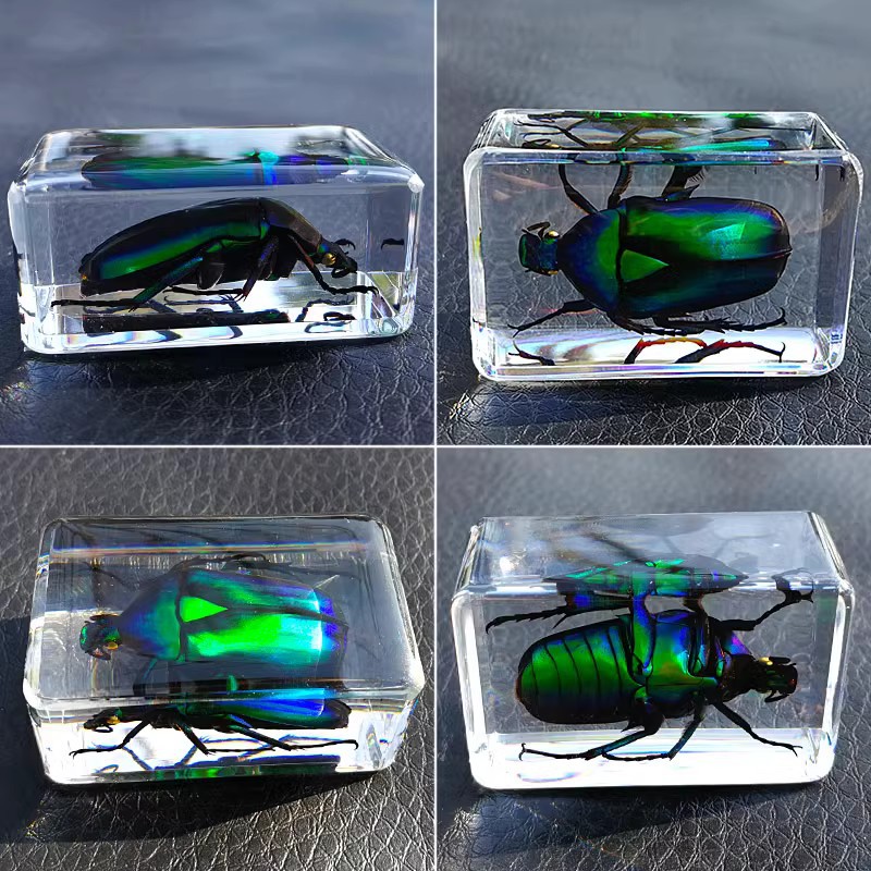 昆虫琥珀标本科普教具工艺品 昆虫标本 幼儿教育探究实验真实标